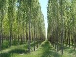 زراعت چوب در اولویت برنامه هفتم توسعه / ۷ هزار هکتار از اراضی ملی به مردم واگذار می‌شود

