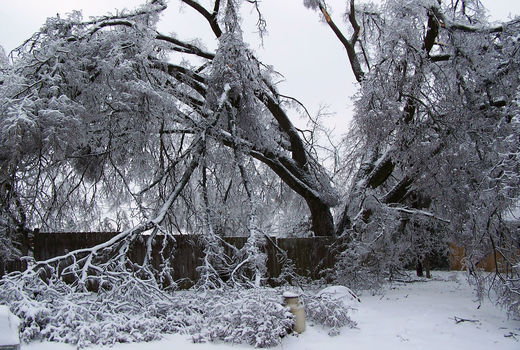 درختان را برف تکانی کنید