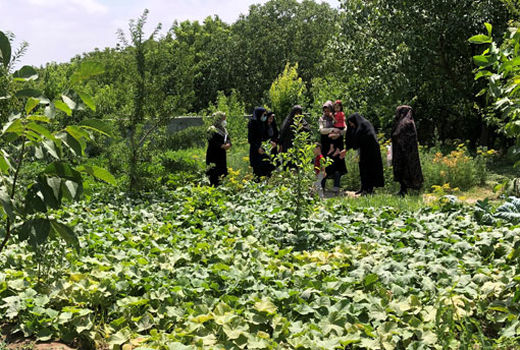آموزش و ترویج تغذیه سالم در جامعه زنان روستایی و عشایری با ایجاد باغچه های خانگی در شهرستان بناب