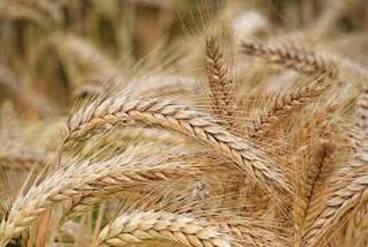 خرید ۲۰ هزار میلیارد تومان گندم از کشاورزان شمال‌غرب کشور