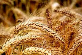 شگردهای موفقیت در برداشت بالای گندم 