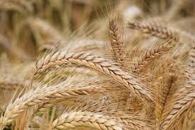 شگردهای موفقیت در برداشت بالای گندم 