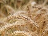 شگردهای موفقیت در برداشت بالای گندم 