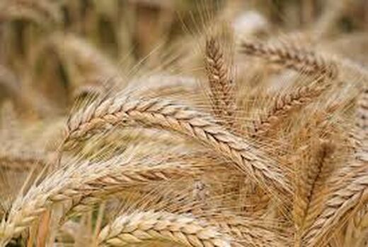 دو فوریت طرح اصلاح قانون خرید تضمینی محصولات کشاورزی تصویب شد