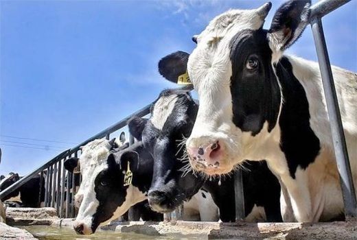 اصلاح نژاد راهبردی زمان‌بر اما کلیدی برای کاهش اثرات تغییرات اقلیمی در دامپروری