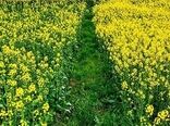 آغاز کشت کلزا در مزارع سیستان و بلوچستان