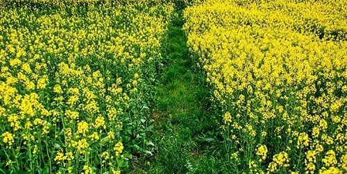 آغاز کشت کلزا در مزارع سیستان و بلوچستان