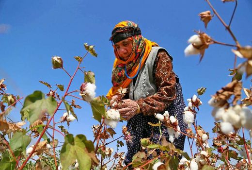 دستورالعمل کشت قراردادی پنبه ابلاغ شد 
