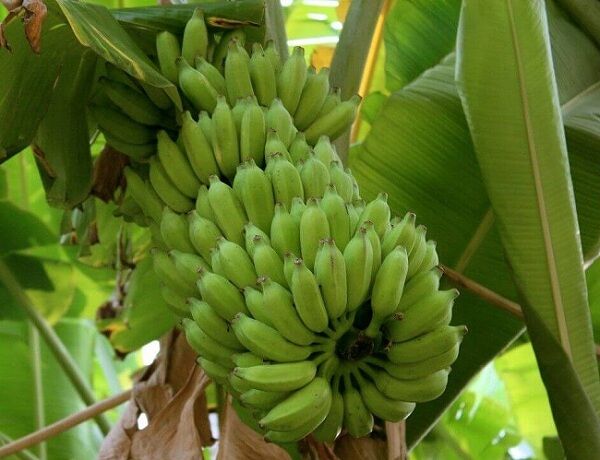 توسعه کشت میوه‌های استوایی در بیضا
