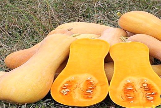 تولید 2100 تن کدو آجیلی در آباده 