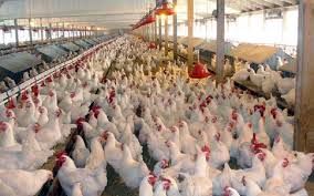 فاز دوم واکسیناسیون طیور بومی علیه بیماری نیوکاسل در شهر بابک