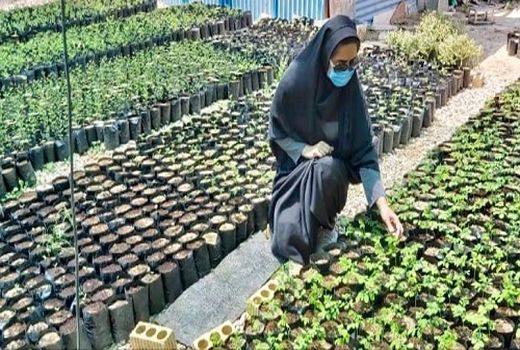 تولید نهال گیاهان دارویی مورینگا در لارستان