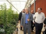 بازدید معاون امور باغبانی وزیر جهادکشاورزی از پروژه های کشاورزی شهرستان پیشوا