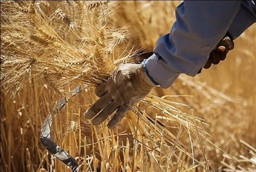 پیش بینی برداشت ٤٠٠ هزار تن گندم آبی و دیم در لرستان