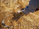 پیش بینی برداشت ٤٠٠ هزار تن گندم آبی و دیم در لرستان