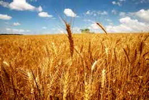 نرخ خرید تضمینی گندم اعلام شد