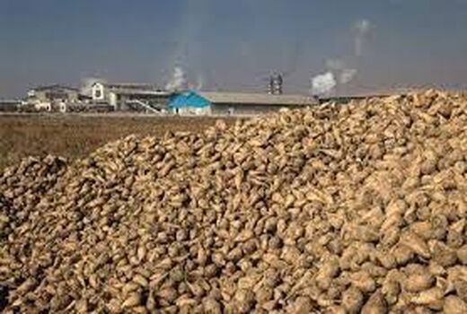 تولید بیش از 1.6 میلیون تن چغندر قند در آذربایجان غربی 
