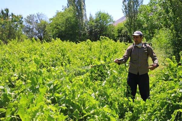 سمپاشی بموقع باغات انگور علیه بیماری سفیدک داخلی در خراسان شمالی