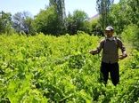 سمپاشی بموقع باغات انگور علیه بیماری سفیدک داخلی در خراسان شمالی