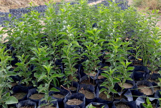 اصلاح ، احیاء و جایگزینی باغات یکی از مهمترین اهداف سازمان جهاد کشاورزی خراسان شمالی است