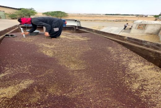 خرید ۳۵۰۰ تن کلزا از کشاورزان استان قزوین