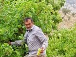 خوشه‌های امید در باغستان‌های کوه‌چنار؛ آغاز برداشت انگور دیم