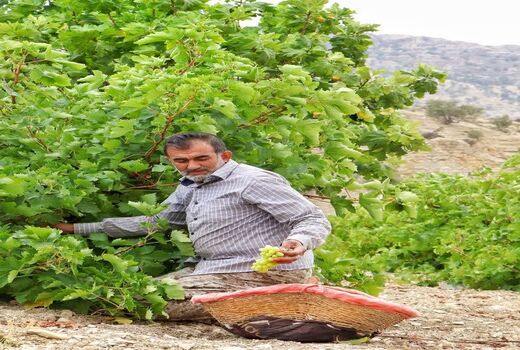 خوشه‌های امید در باغستان‌های کوه‌چنار؛ آغاز برداشت انگور دیم