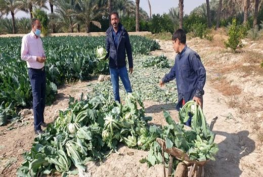 آغاز برداشت انواع کلم از مزارع قیروکارزین 