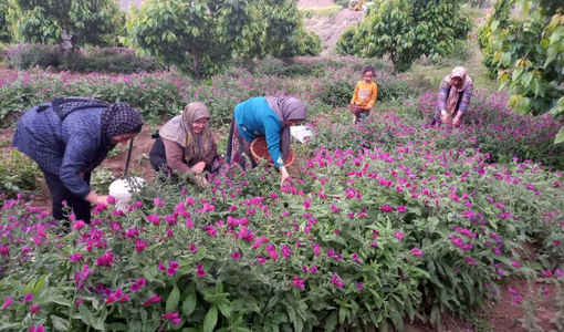 آغاز برداشت گل گاوزبان/ اراضی رجایی‌دشت قزوین به زیر کشت گیاه آرام‌بخش رفت