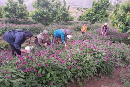 آغاز برداشت گل گاوزبان/ اراضی رجایی‌دشت قزوین به زیر کشت گیاه آرام‌بخش رفت