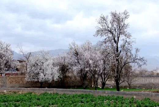 سرمازدگی بخشی از درختان بادام شهرستان کاشان