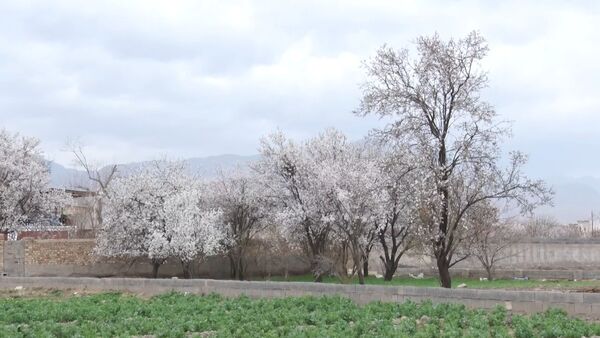 سرمازدگی بخشی از درختان بادام شهرستان کاشان