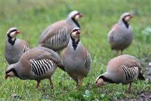 شکار کبک موجب افزایش آفات مزارع گندم می‌شود