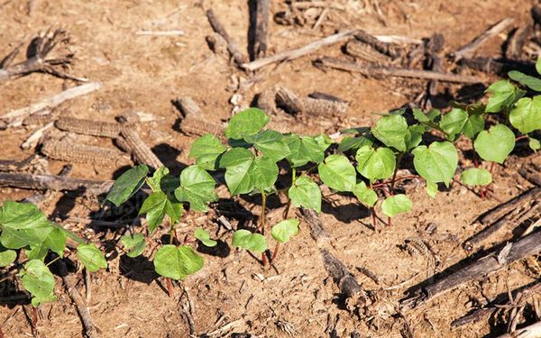 کشت نشایی پنبه در مزارع نوآوری اجرایی شده است