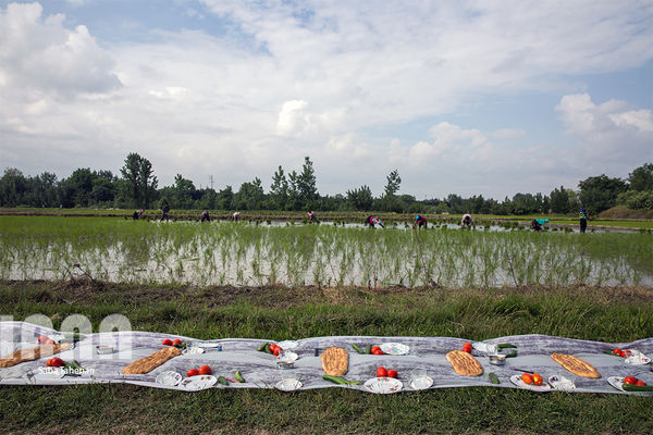 صبحانه در شالیزار