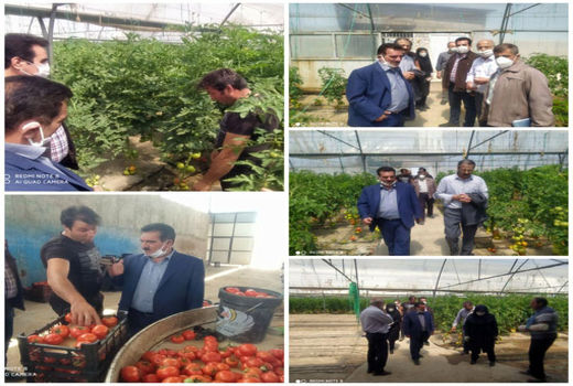  وجود ۱۰۱واحد گلخانه به مساحت ۳۰ هکتار در شهرستان تبریز