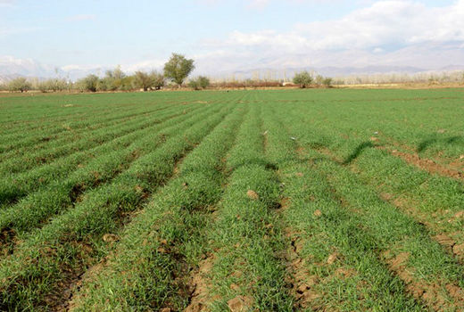 کشت گندم در 85 هزار هکتار از اراضی کشاورزی استان قزوین