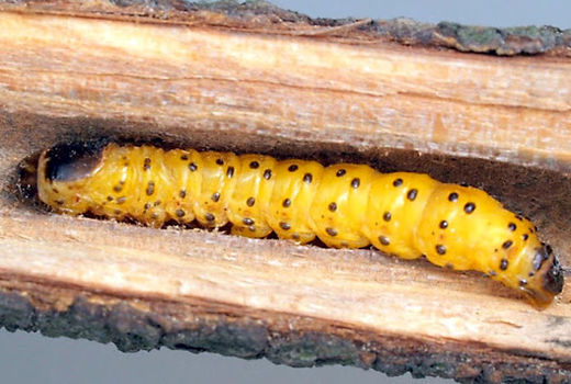 کنترل آفت کرم خراط در شهرستان بردسیر