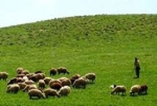 صدور کارت مجوز عبور دام در مراتع استان تهران