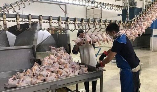 عرضه ۲۰۷ هزار تن گوشت طیور در کشتارگاه‌های رسمی کشور در تیر ۱۴۰۵