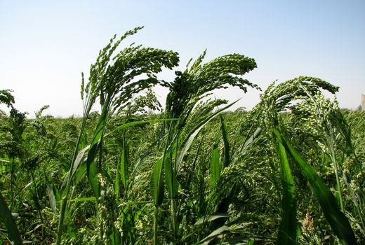 تولید ۶ تن ارزن در اراضی کشاورزی شهرستان البرز