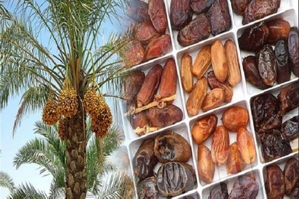 افزایش ۱۰ درصدی حجم تولید و کیفیت خرما در کشور