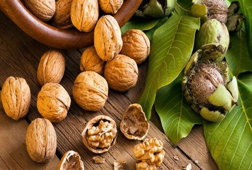 برداشت محصول گردوی استان اصفهان در سال 99 