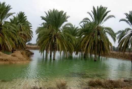 خسارت کشاورزان استان بوشهر در هیئت دولت بررسی و تصمیم‌گیری می‌شود