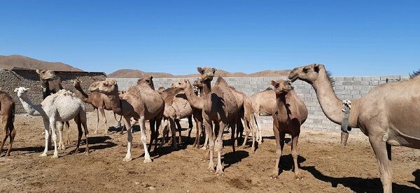 واحد پرورش شتر داشتی و طرح آبیاری کم فشار افتتاح شد