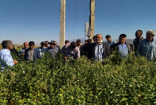 برگزاری روز مزرعه گلرنگ وکاملینا با هدف ترویج کشت دانه‌های روغنی در ورزقان 