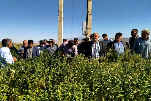 برگزاری روز مزرعه گلرنگ وکاملینا با هدف ترویج کشت دانه‌های روغنی در ورزقان 
