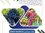 کشت ۶ رقم انگور خارجی زودرس در کردستان موفقیت‌آمیز بود
