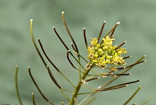 کاشت خاکشیر برای اولین بار در کازرون