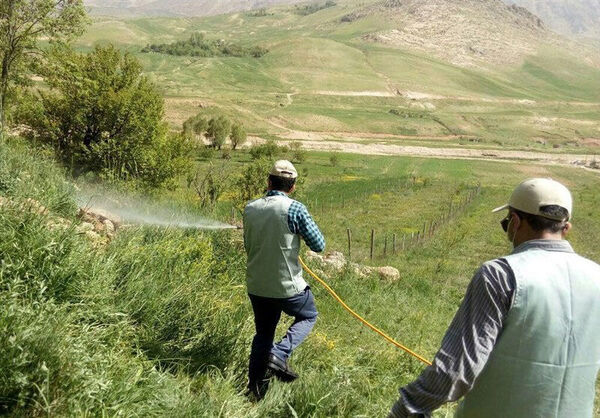 مبارزه با ملخ‌ها در مناطق کوهستانی بوشهر با سختی زیاد ادامه دارد